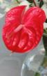 Hawaiian Valentine's Gifts - With Our Aloha